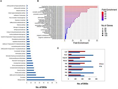 The Transcriptome Profiling of Flavonoids and Bibenzyls Reveals Medicinal Importance of Rare Orchid Arundina graminifolia